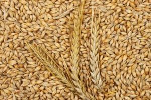 Barley