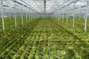 Greenhouse