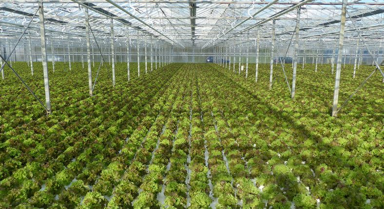 Greenhouse